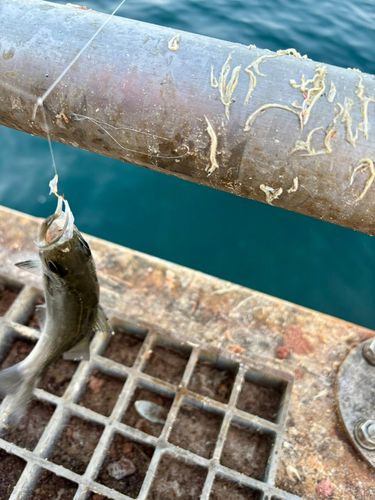 セイゴ（タイリクスズキ）の釣果