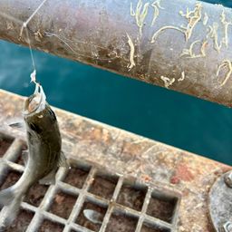 セイゴ（タイリクスズキ）