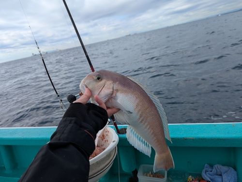シロアマダイの釣果