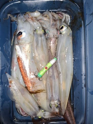 イカの釣果