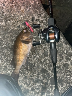 シロメバルの釣果