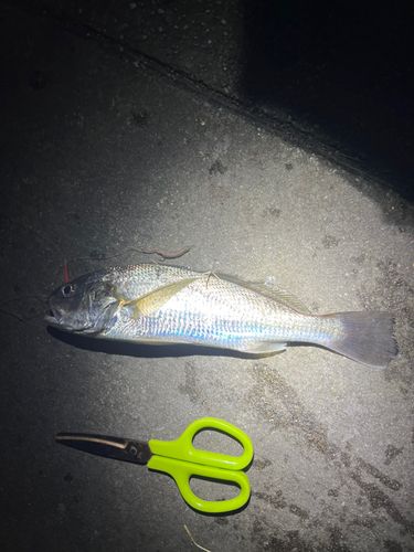 イシモチの釣果