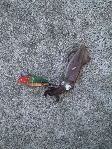イカの釣果