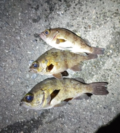 タケノコメバルの釣果