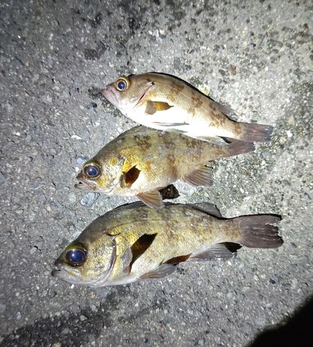 タケノコメバルの釣果