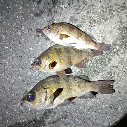 タケノコメバル