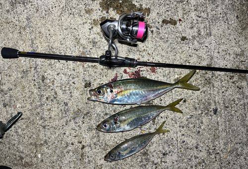 アジの釣果