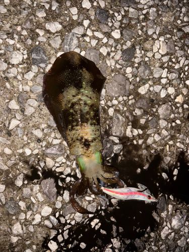 アオリイカの釣果