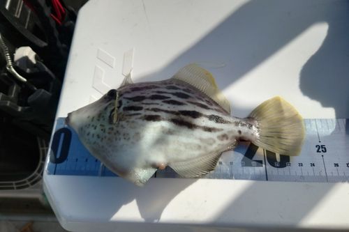 カワハギの釣果