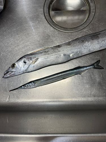 サヨリの釣果
