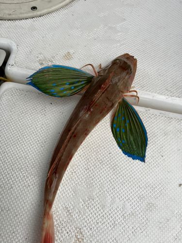 ホウボウの釣果