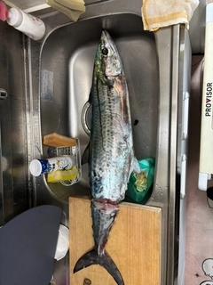 サワラの釣果