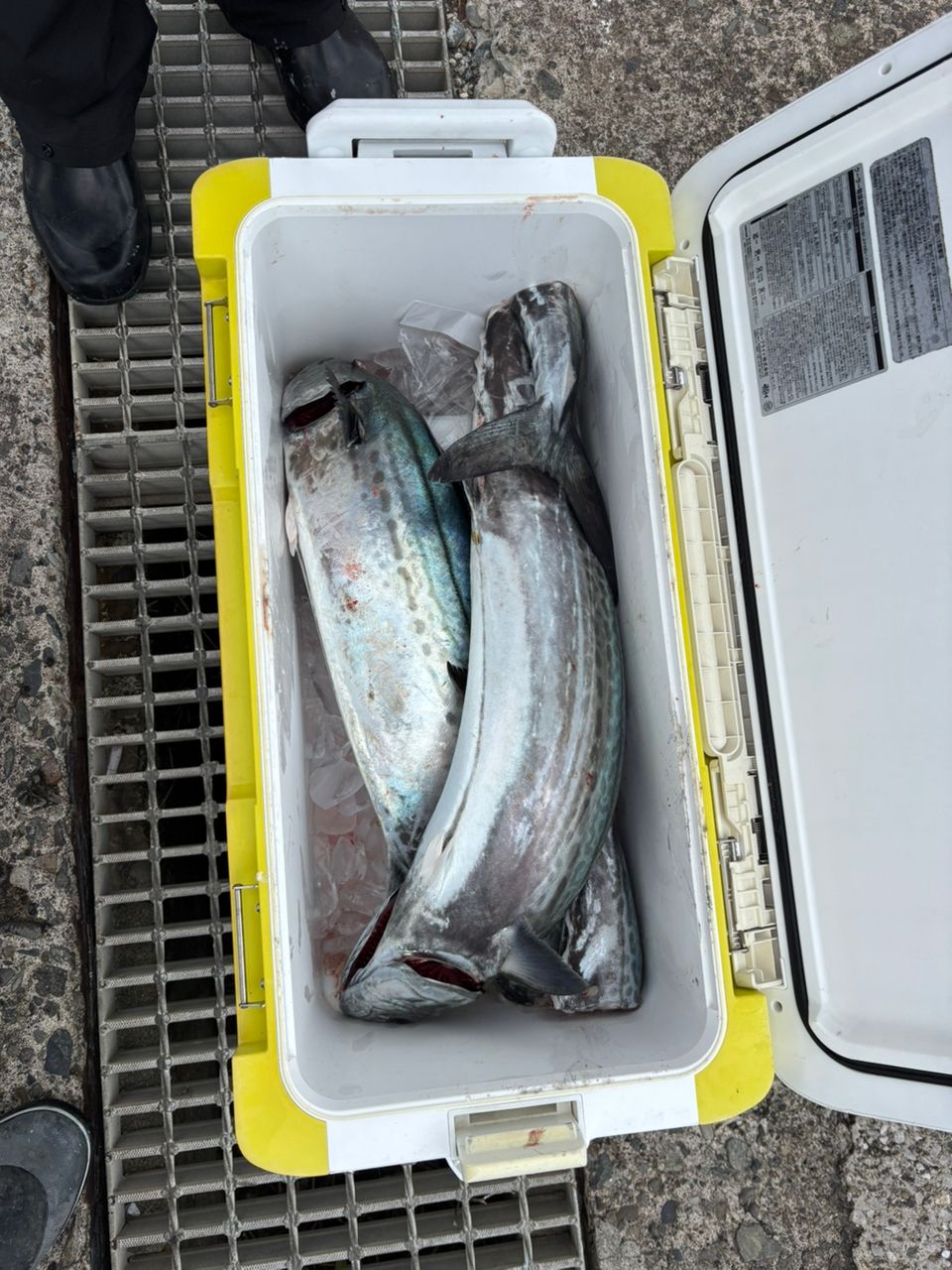 F氏(本物2)さんの釣果 2枚目の画像