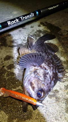 クロソイの釣果