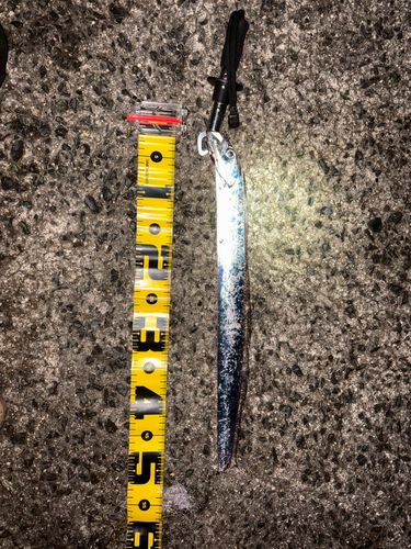 タチウオの釣果