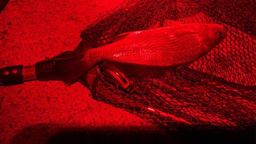 イシモチの釣果