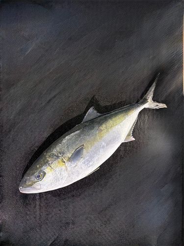 ヒラマサの釣果