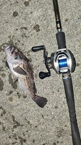 クロソイの釣果