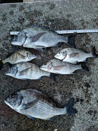 忠岡木材コンビナート