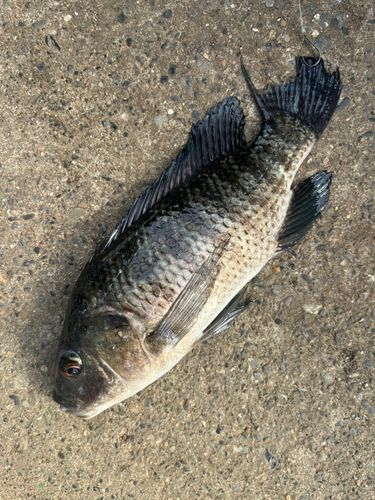 ティラピアの釣果