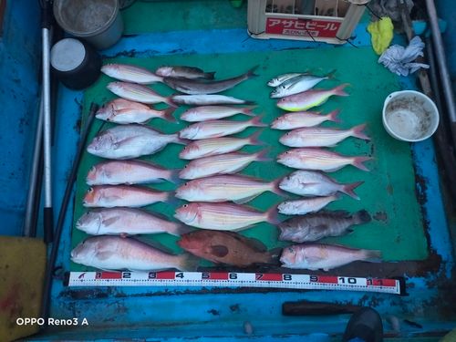 シロアマダイの釣果