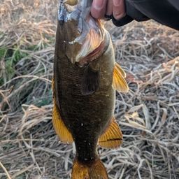 スモールマウスバス