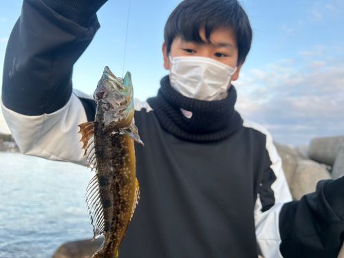 アナハゼの釣果
