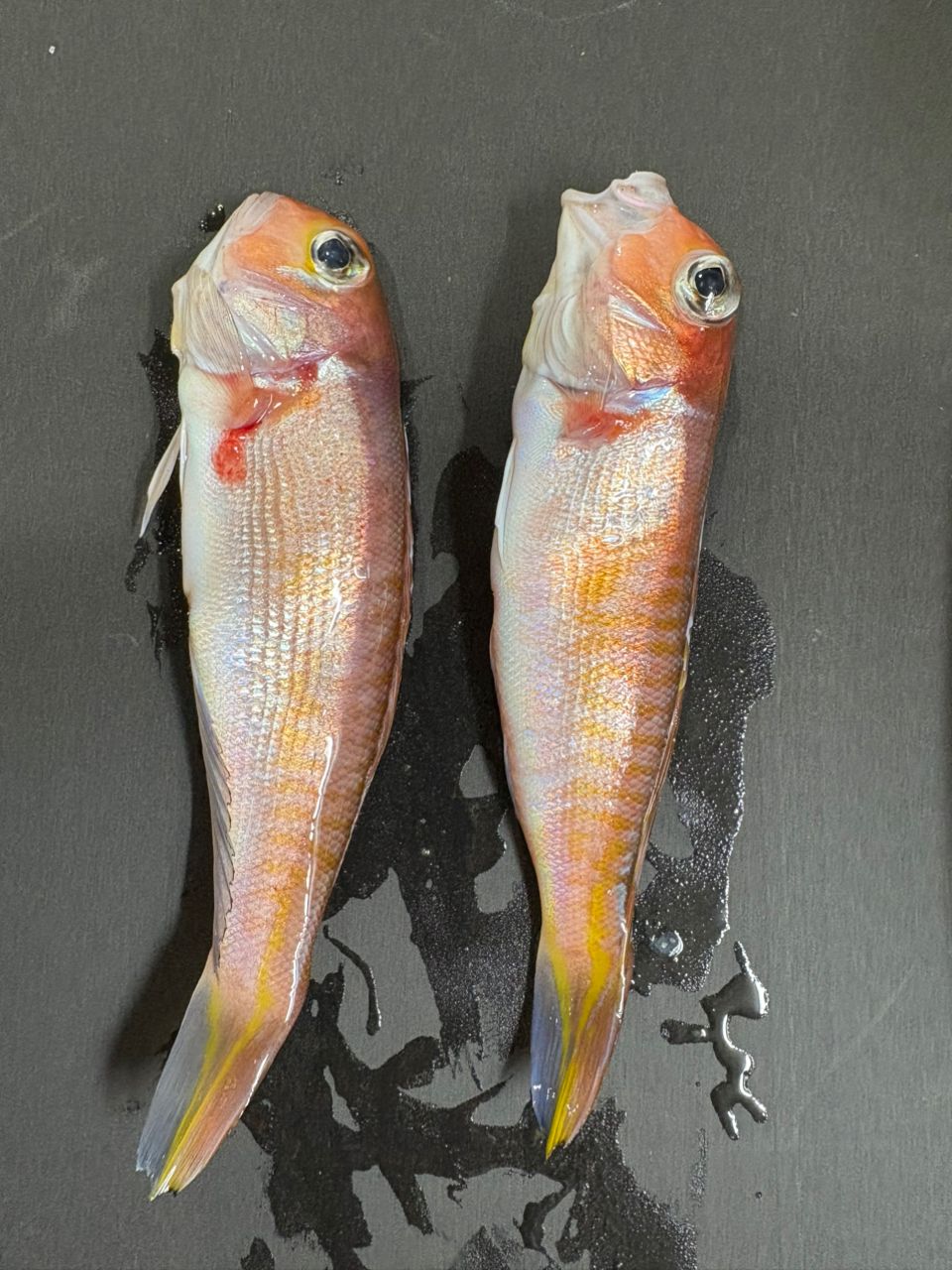 出張竿師さんの釣果 1枚目の画像