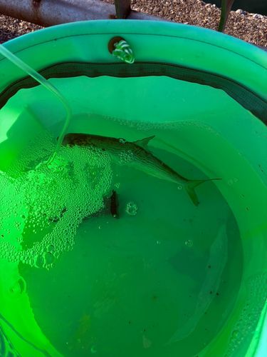 コノシロの釣果