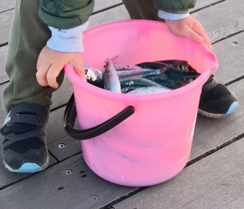 イワシの釣果