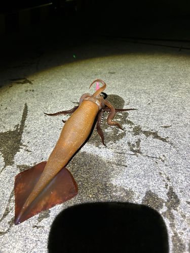 イカの釣果