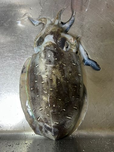 モンゴイカの釣果