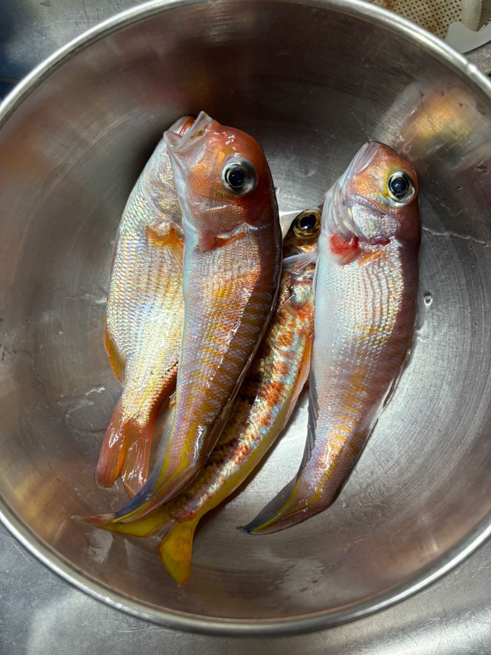 出張竿師さんの釣果 1枚目の画像