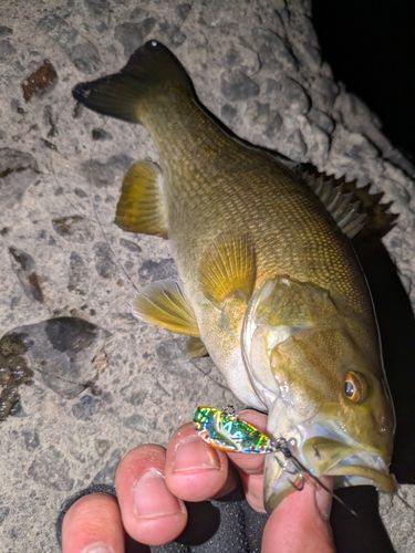 スモールマウスバスの釣果