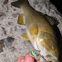 スモールマウスバス