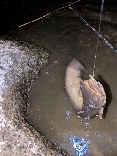 ナマズの釣果