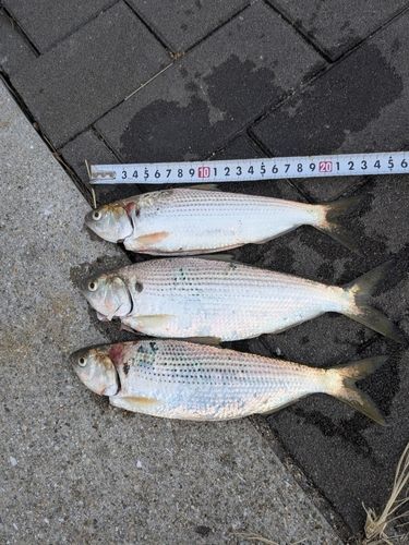 コノシロの釣果