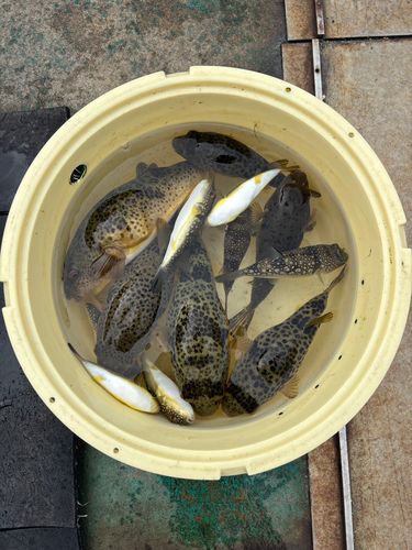 ヒガンフグの釣果