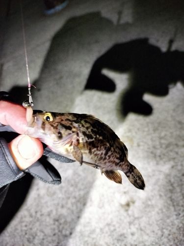 クロソイの釣果