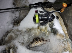 クロソイの釣果