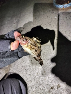 クロソイの釣果