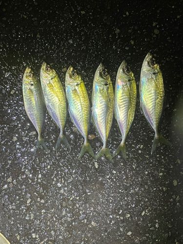 アジの釣果