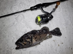 クロソイの釣果