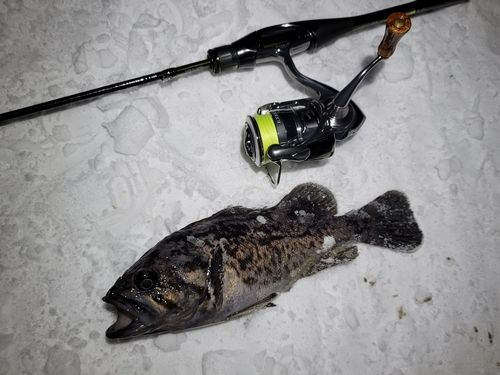 クロソイの釣果