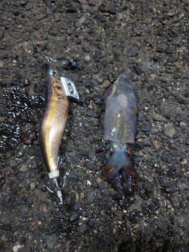 イカの釣果
