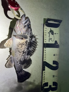 クロソイの釣果