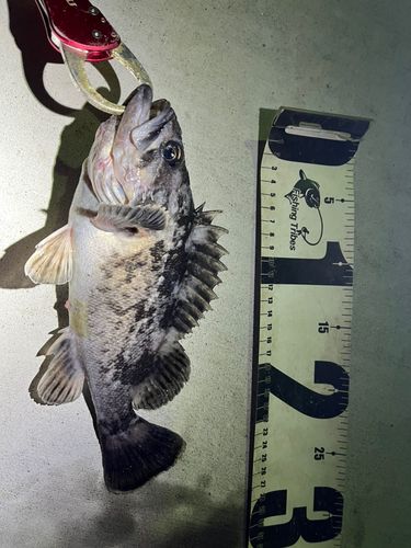 クロソイの釣果