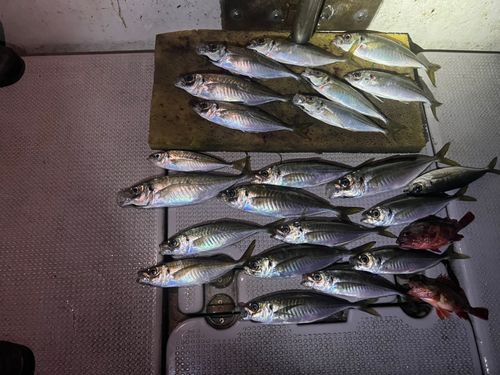 アジの釣果