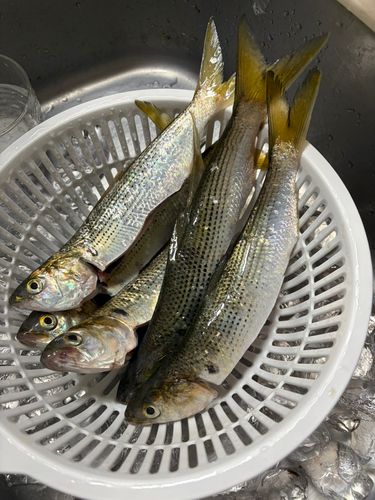 コノシロの釣果
