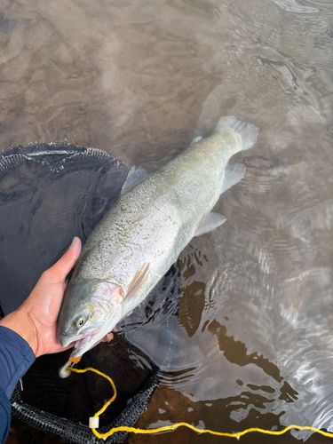 ニジマスの釣果